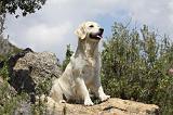 GOLDEN RETRIEVER 748